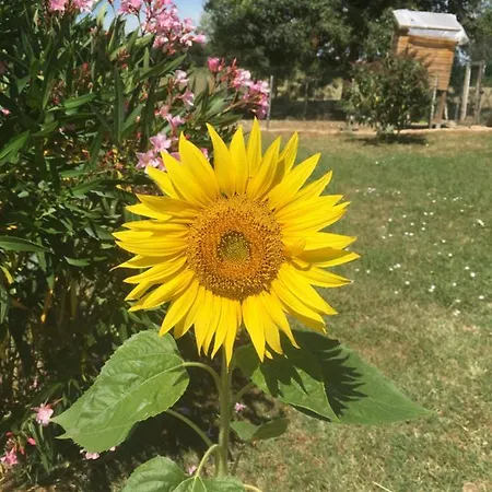 Nocleg ze śniadaniem Chez Muriel Et Jef Sainte-Eulalie-d'Eymet