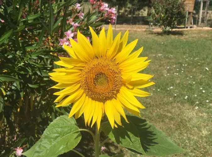 Oda ve Kahvaltı Chez Muriel Et Jef Sainte-Eulalie-d'Eymet